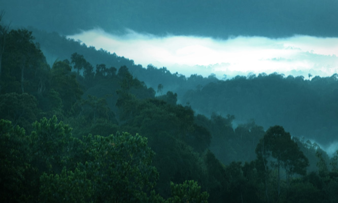 BOH Plantation